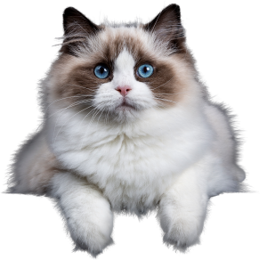oncopetty.webp oncopetty.webp